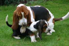 Basset puppy